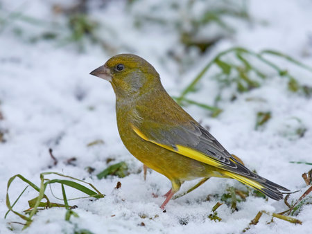 European greenfinch in its natural habitat