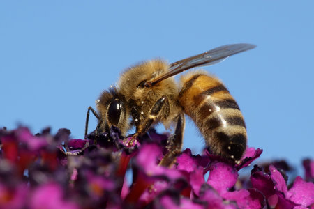 European honey bee on purple flowers