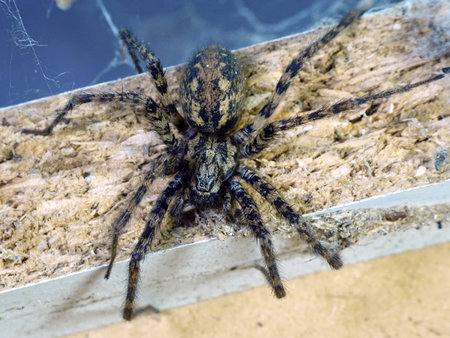 Closeup image of the Giant house spider seen from above