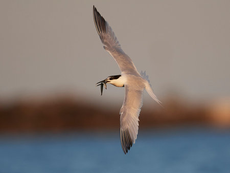 Sandwich tern in its natural habitat in Denmark