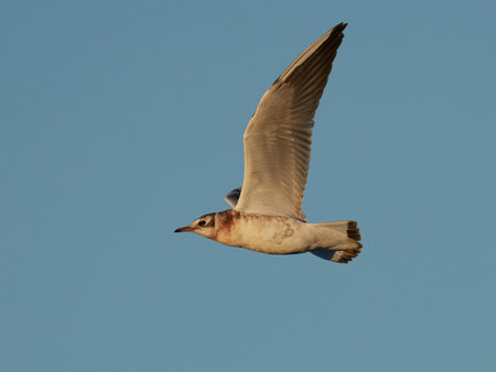 Juvenile Black-headed gull in it natural environment in Denmark