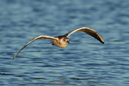 Juvenile Black-headed gull in it natural environment in Denmark
