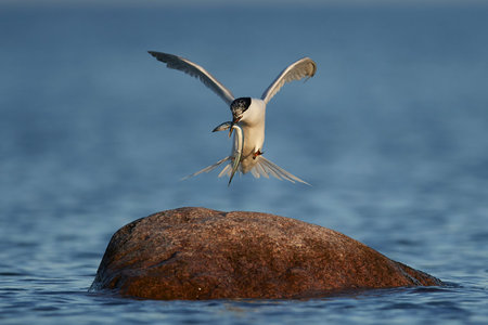 Sandwich tern in its natural habitat in Denmark