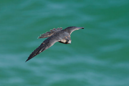 Peregrine falcon in its natural habitat in Denmark