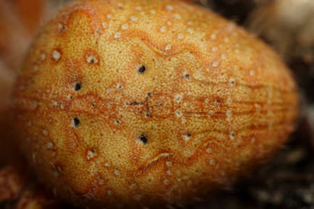 Macro photo of a orange Cross spider (Araneus diadematus)の写真素材