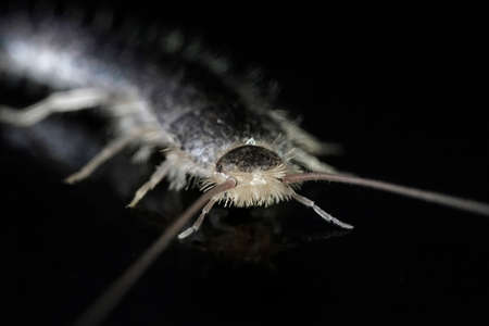 Macro photo of a Silverfish (Lepisma saccharina) on a black studio backgroundの写真素材