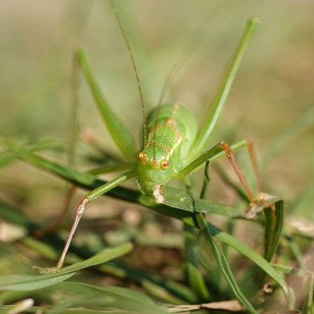 Speckled bush-cricket in its habitat in Denmark