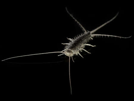 Macro photo of a Silverfish (Lepisma saccharina) on a black studio backgroundの写真素材