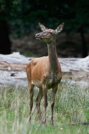 Red deer in its natural habitat in Denmarkの写真素材