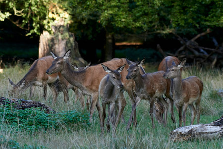 Red deer in its natural habitat in Denmark