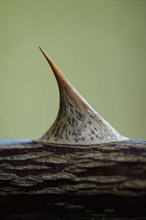 Closeup image of the prickle on a plantの写真素材