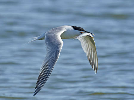Sandwich tern in its natural habitat in Denmarkの写真素材