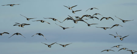 Barnacle geese in flight in their habitat in Denmark