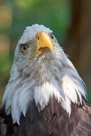 Closeup portrait of the bald eagle with vegetation in the background