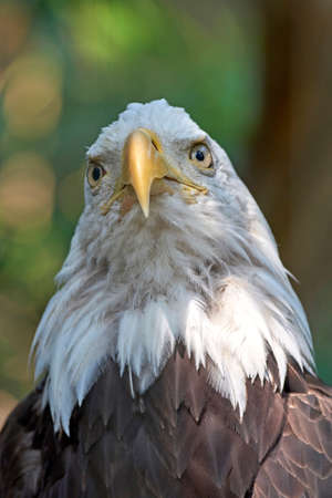 Closeup portrait of the bald eagle with vegetation in the backgroundの写真素材