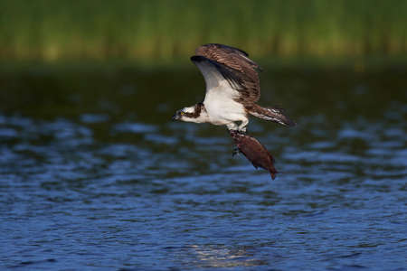 Osprey in flight in its natural habitat in Swedenの写真素材