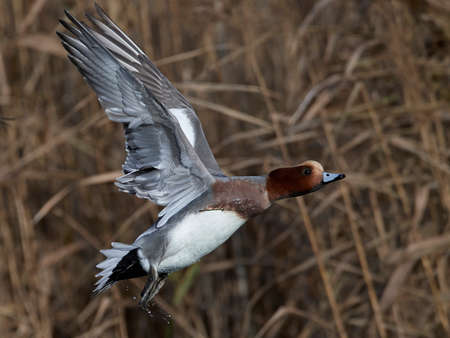 Eurasian wigeon in its natural habitat in Denmarkの写真素材