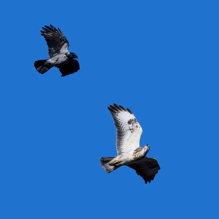 Common buzzard in flight with blue skies in the backgroundの写真素材
