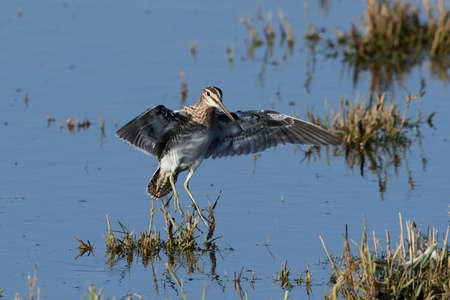 Common snipe in its natural habitat in Denmarkの写真素材