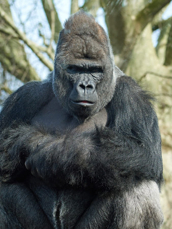 Portrait of the Western gorilla with vegetation in the background
