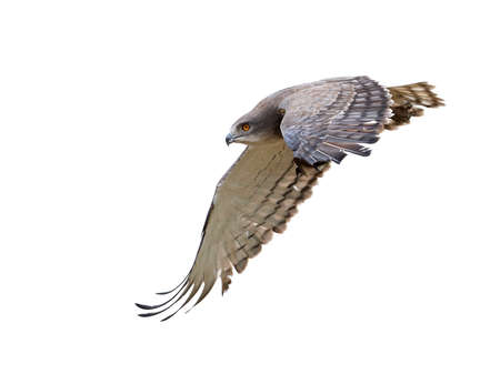 Beaudouins snake eagle in its natural habitat in Gambiaの写真素材