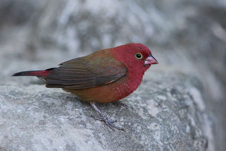 Red-billed firefinch in its natural habitat in Gambiaの写真素材