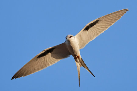 African swallow-tailed kite in flight with blue skies in the background
