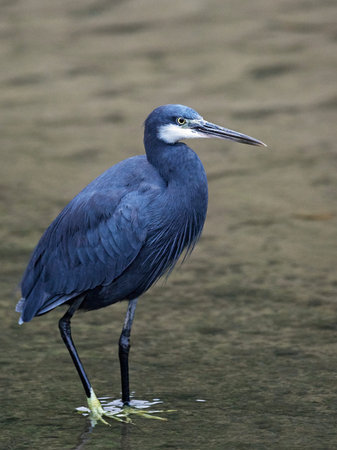 Western reef heron in its natural habitat in Gambia