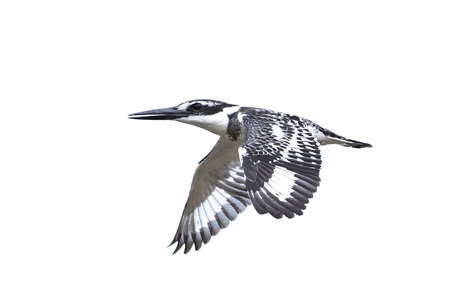 Pied kingfisher in flight isolated on a white backgroundの写真素材