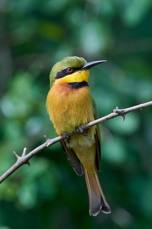 Little bee-eater in its natural habitat in Senegal