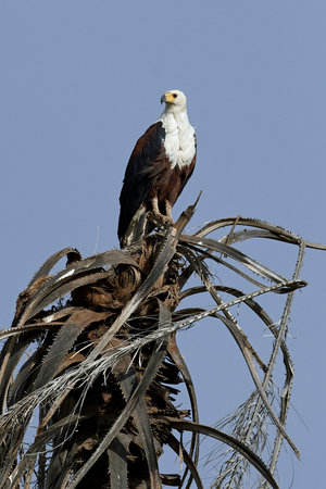 African fish eagle in its natural habitat in Gambia