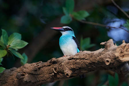 Blue-breasted kingfisher in its natural habitat in Senegalの写真素材