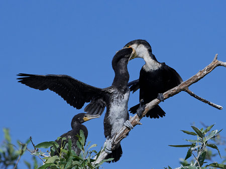 White-breasted cormorant in its natural habitat feeding its young