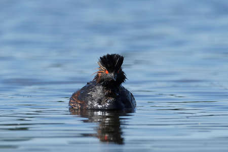 Black-necked grebe in its natural habitat in Denmarkの写真素材