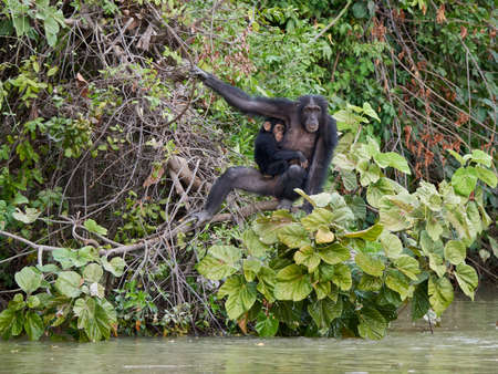 Chimpanzee in its natural habitat on Baboon Islands in The Gambiaの写真素材