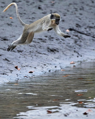 Vervet monkey in its natural habitat in Gambia