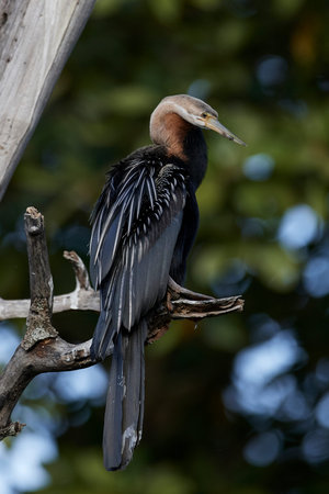 African darter in its natural habitat in Gambia