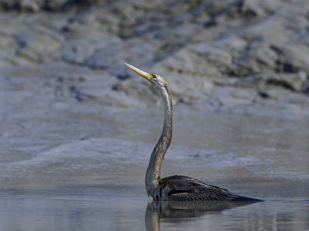 African darter in its natural habitat in Gambia