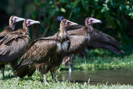 Hooded vulture in its natural habitat in The Gambia