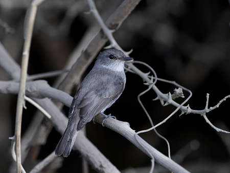 Swamp flycatcher in its natural habitat in The Gambiaの写真素材