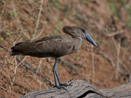 Hamerkop in its natural habitat in Senegalの写真素材