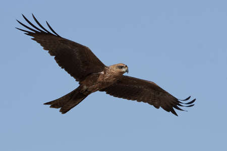 Black kite in flight with blue skies in the backgroundの写真素材