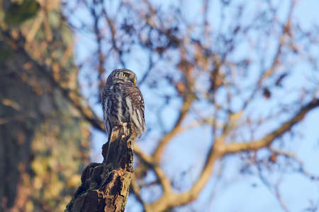 Eurasian pygmy owl in its natural habitat in Denmarkの写真素材