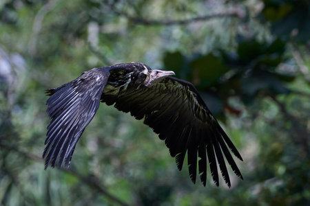 Hooded vulture in flight in its habitat in The Gambiaの写真素材
