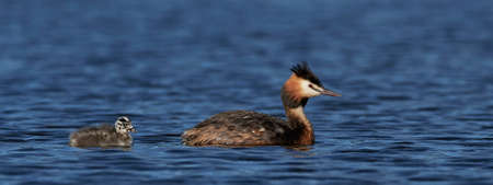 Great crested grebe in its natural habitat in Denmarkの写真素材