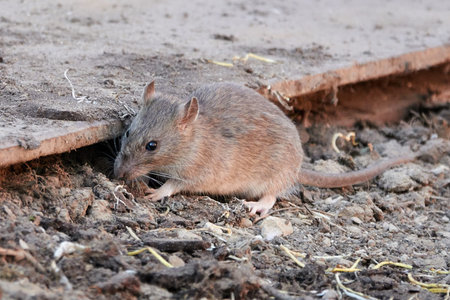 Brown rat in the capital of Denmark, Copenhagen