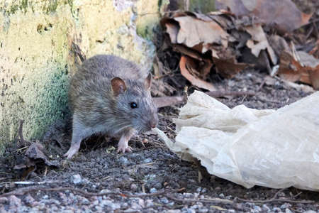 Brown rat in the capital of Denmark, Copenhagenの写真素材