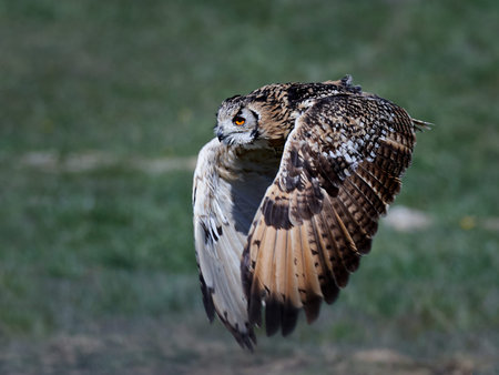 Eurasian eagle-owl in flight with vegetationの写真素材