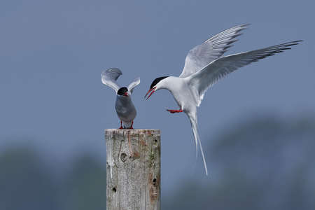 Arctic tern in its natural habitat in Denmarkの写真素材