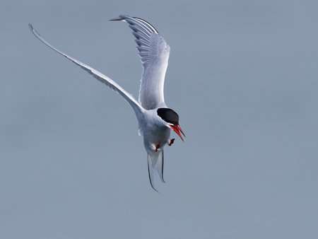 Arctic tern in its natural habitat in Denmark